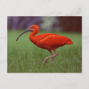 Carte Postale Ibis Scarlet