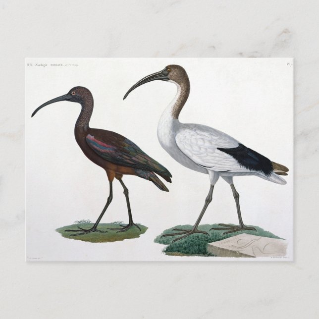 Carte Postale Ibises, de "Description de l'Eypte", 1817 (Devant)