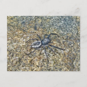 Carte postale IBSP Jetty Spider