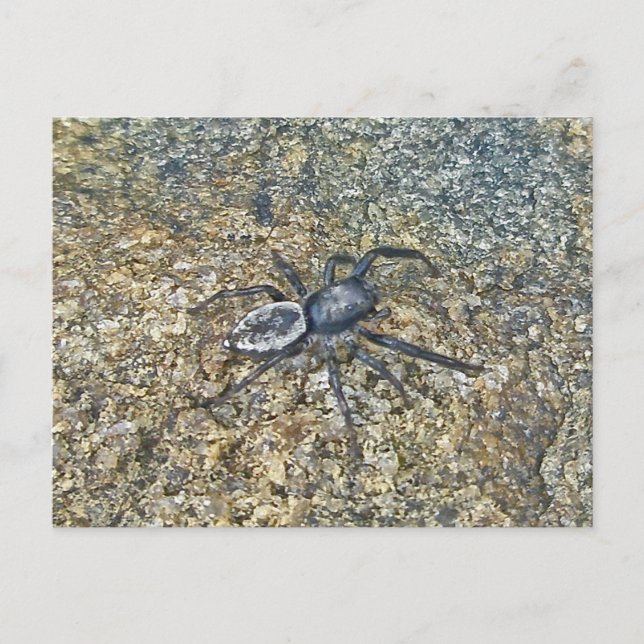 Carte postale IBSP Jetty Spider (Devant)