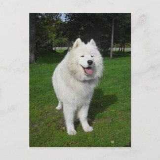 Carte Postale Ice bears...