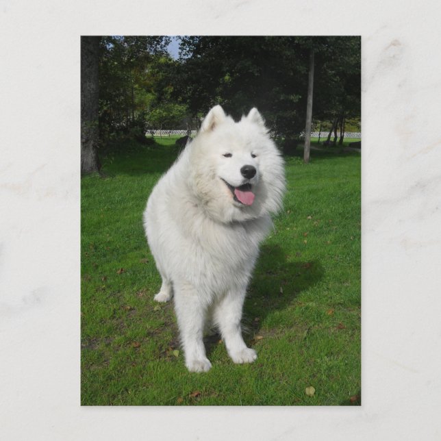 Carte Postale Ice bears... (Devant)