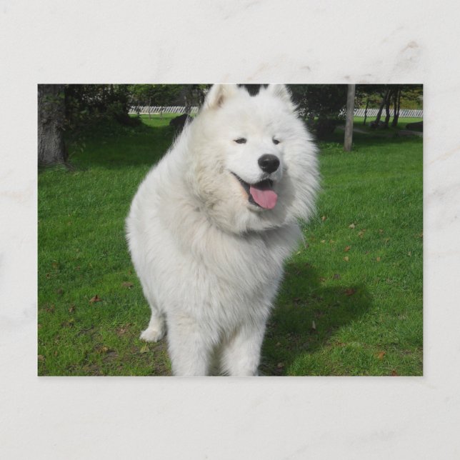 Carte Postale Ice bears... (Devant)