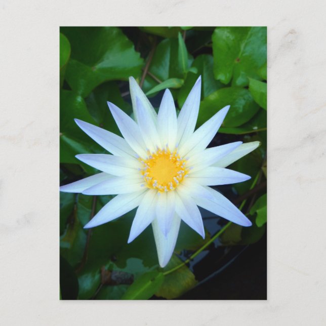 Carte postale Iceblue Water Lily (Devant)