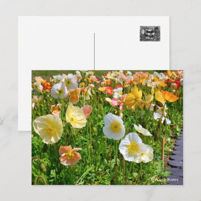 Carte Postale Iceland Poppy (Devant / Derrière)