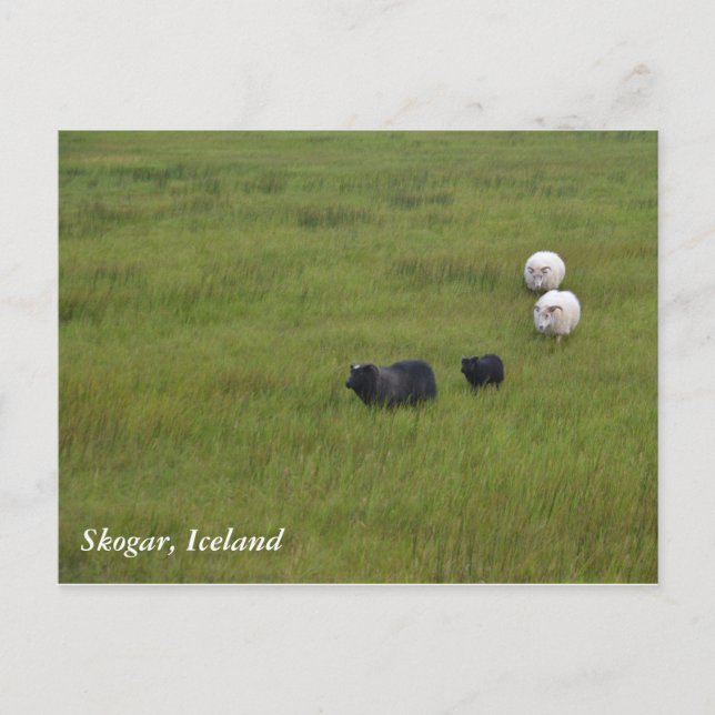 Carte Postale Icelandic Sheep (Devant)