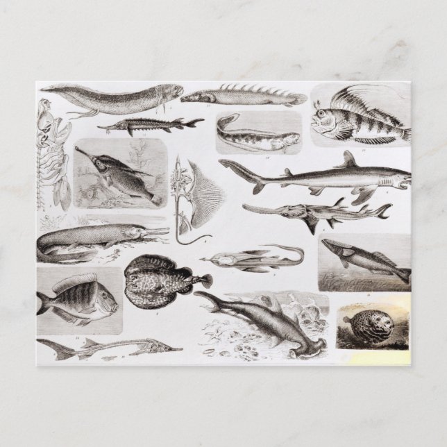 Carte Postale Ichthyologie - Elasmobranche, Ganoïde (Devant)