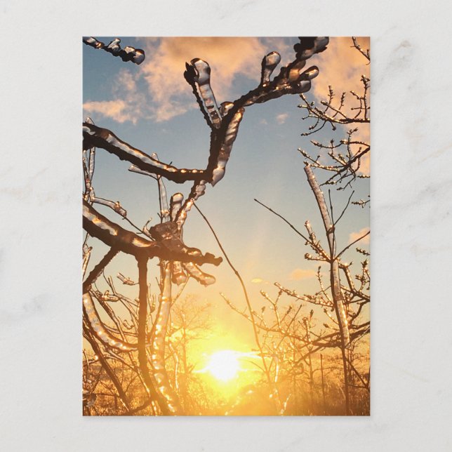 Carte Postale icicules de membre d'arbre (Devant)
