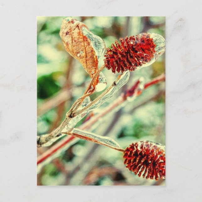 Carte Postale Icy (Devant)