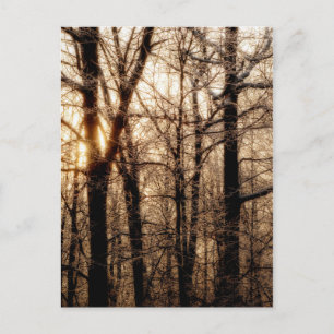 Carte Postale Icy Braches au coucher du soleil