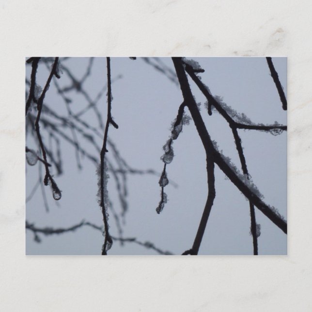 Carte Postale Icy Branches Winter Nature Photographie (Devant)