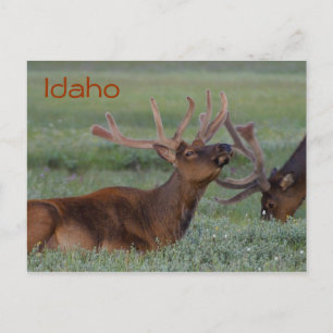 Carte postale Idaho elk