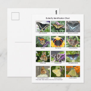 Carte Postale Identification des papillons 