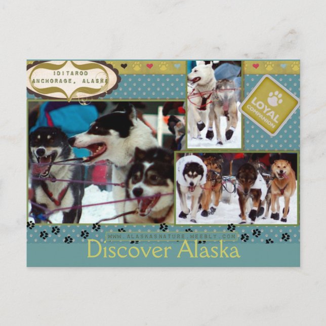 Carte Postale Iditarod Loyal Companions (Devant)