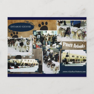 Carte Postale Iditarod Postcard