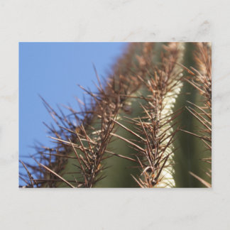 Carte postale IDKP Thorny cactus