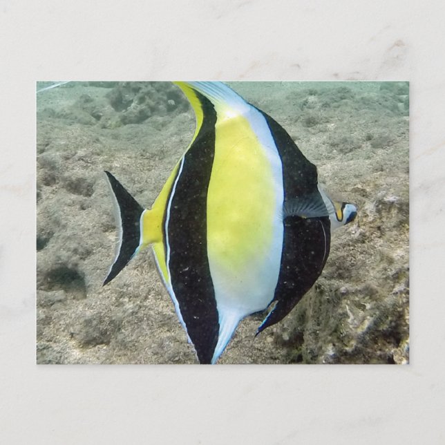 Carte Postale Idole mauresque de Hanauma Bay Hawaii (Devant)