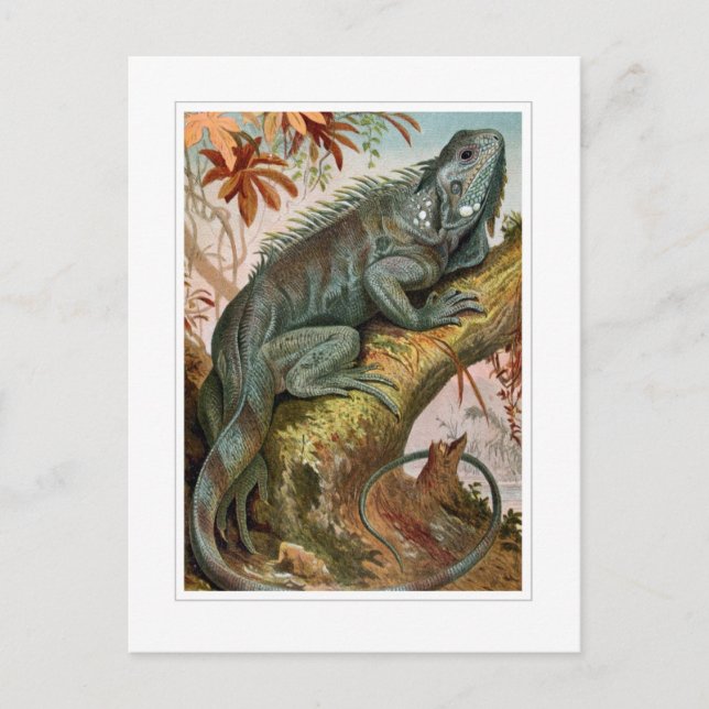 Carte Postale Iguana (Devant)