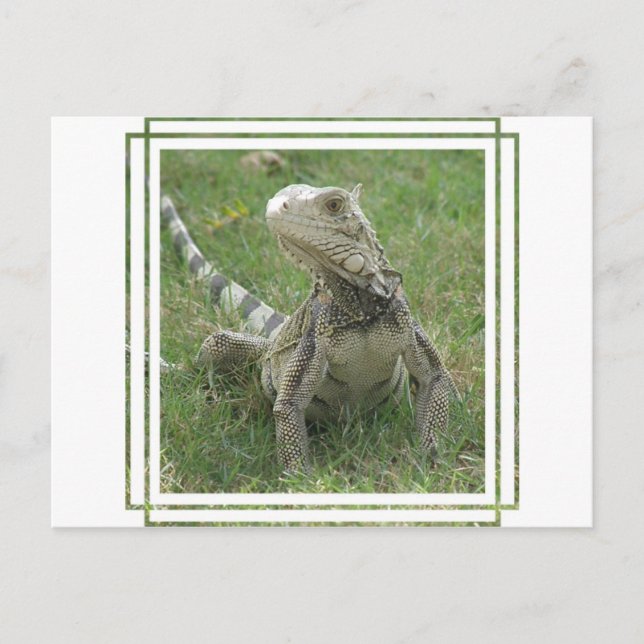 Carte postale Iguana (Devant)