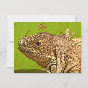 CARTE POSTALE IGUANA