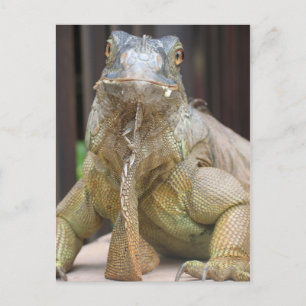 Carte Postale Iguana