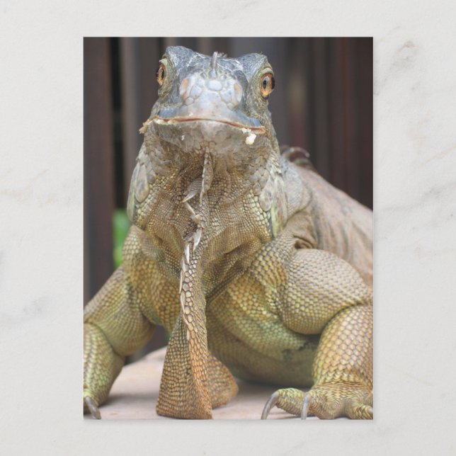 Carte Postale Iguana (Devant)