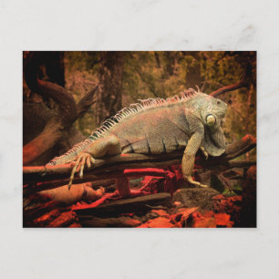 Carte Postale Iguana