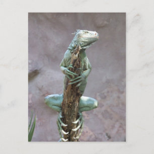 Carte postale Iguana