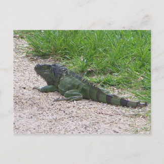 Carte Postale Iguana