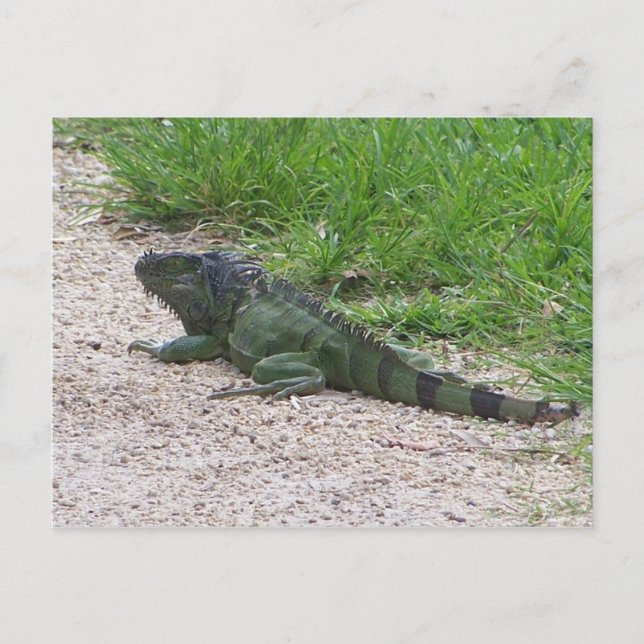 Carte Postale Iguana (Devant)
