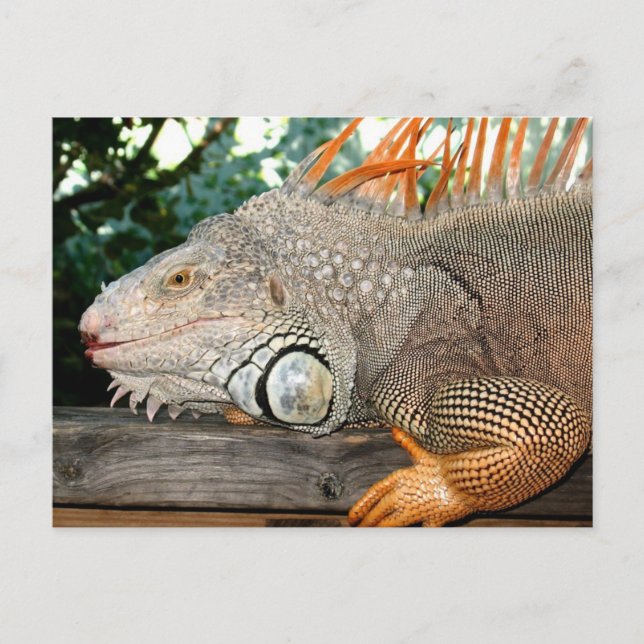 Carte Postale Iguana (Devant)