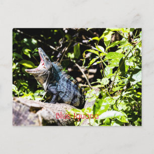 Carte Postale Iguana bleu