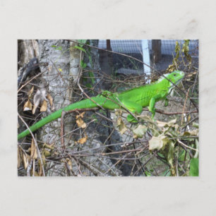 Carte Postale Iguana bronzage en La Romain, Trinidad du sud