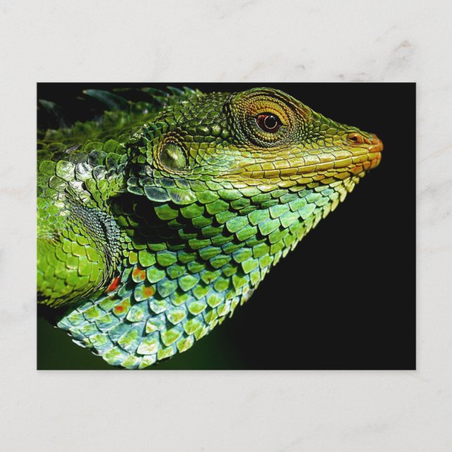 Carte postale Iguana Close-up Photo (Devant)