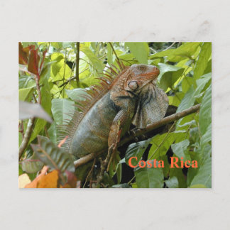Carte postale Iguana Costa Rica