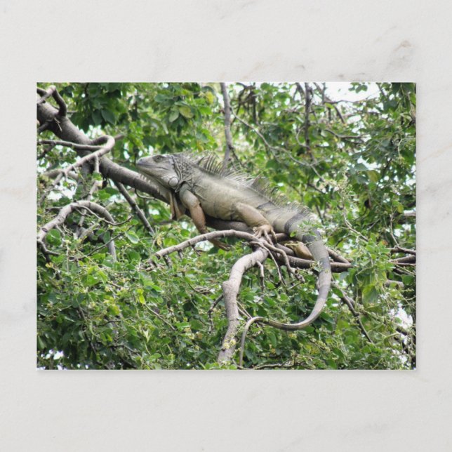 Carte Postale Iguana en Monagas (Devant)