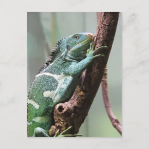 Carte Postale Iguana Fijian Crested