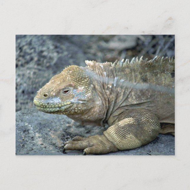 Carte Postale Iguana, îles Galapagos (Devant)