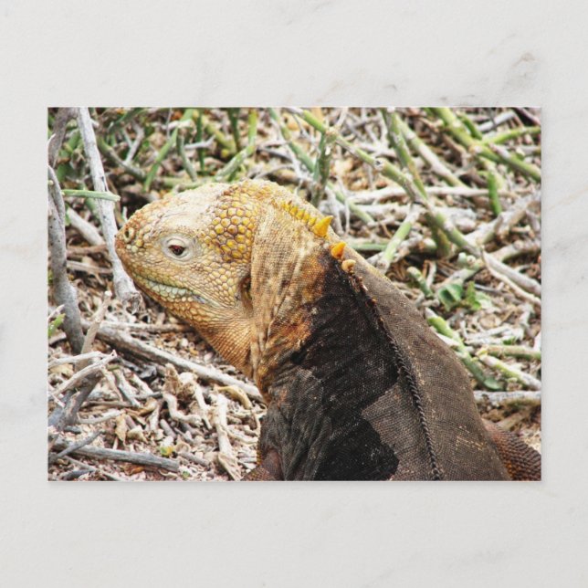 Carte Postale Iguana, Isla Seymour, Galapagos L'Est. (Devant)