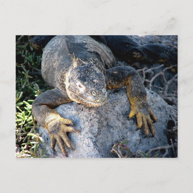 Carte Postale Iguana, Islas Plazas, Galapagos (Devant)