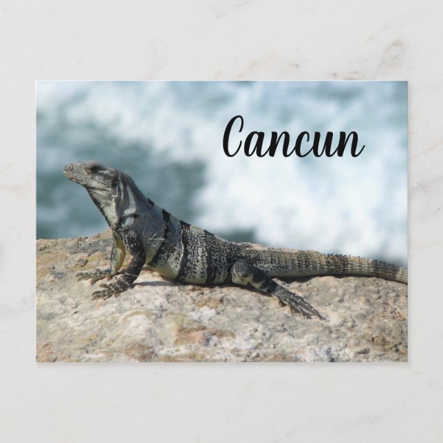 Carte Postale Iguana Lizard Reptile Cancun Mexique (Devant)