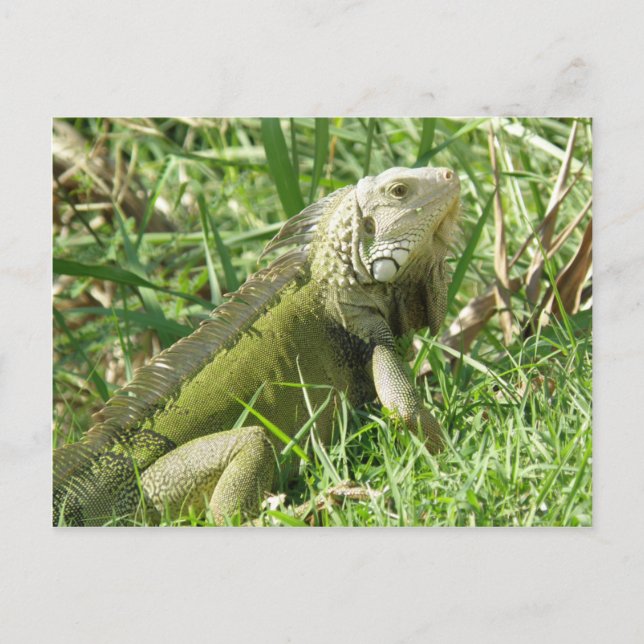 Carte Postale Iguana Porto Rico (Devant)
