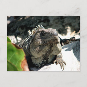 Carte Postale Iguana, Tulum, Mexique