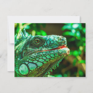 Carte Postale Iguana verte