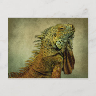 Carte Postale Iguana verte
