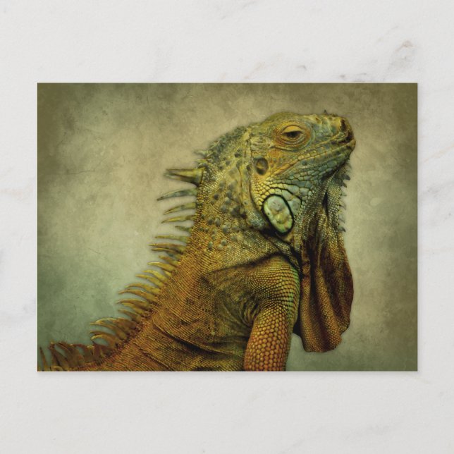 Carte Postale Iguana verte (Devant)