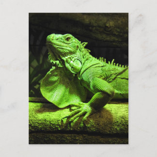 Carte Postale Iguana verte