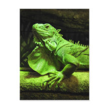 Iguana verte