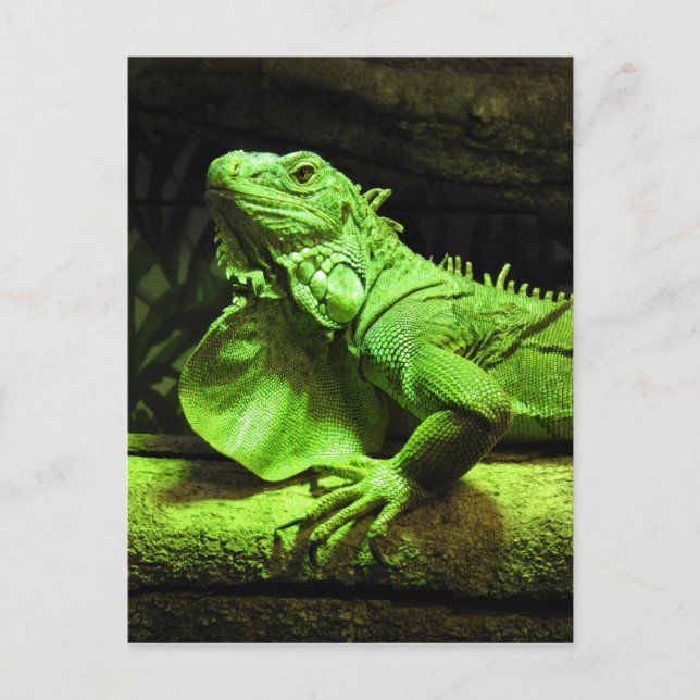 Carte Postale Iguana verte (Devant)