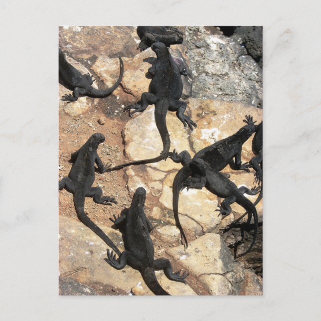 Carte Postale Iguanas, Islas Plazas, Galapagos (Devant)